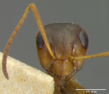 Media type: image;   Entomology 8877 Aspect: head frontal view